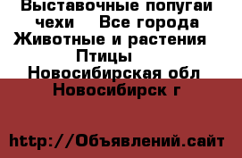 Выставочные попугаи чехи  - Все города Животные и растения » Птицы   . Новосибирская обл.,Новосибирск г.